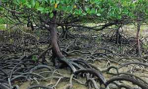 mangrove