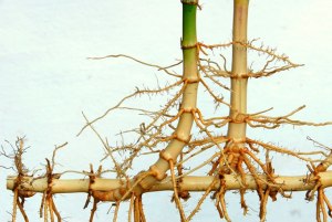 From: http://www.bamboobotanicals.ca/html/about-bamboo/bamboo-growth-habits.html